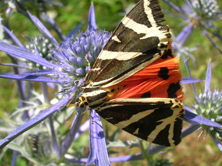 Vanessa cardui