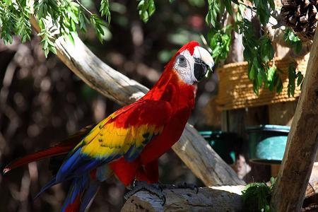 Macaw - bird, animal, macaw