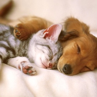 Kitten and Puppy Sleeping