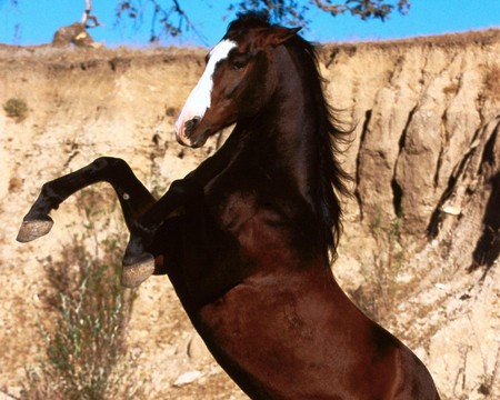 wild beauty - beautyful, nature, horse, brown