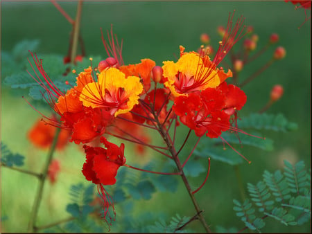 Red and yellow - flowers, colors