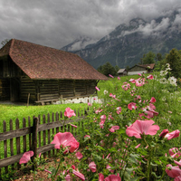 Alpine garden