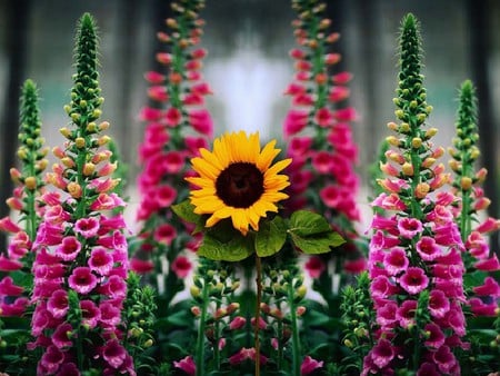 Flowers - colors, flowers