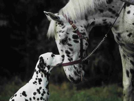 Should I call you my brother - black, white, dogs, brothers, horse, animals