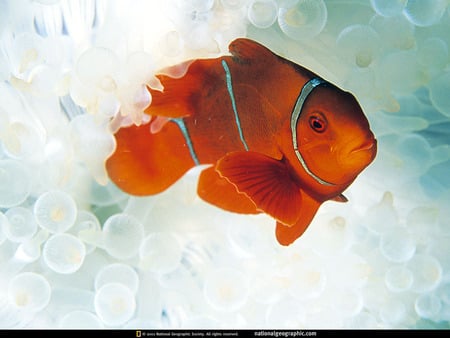 anemone fish - anemone fish, cool