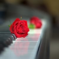 Red Roses