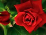 Beautiful Rose