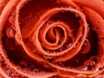 Beautiful Rose