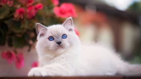 Cute Cat - cat, white, animal, cute