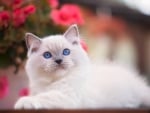 Cute Cat