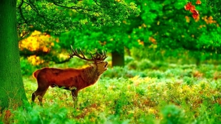 Deer - animals, deer, green, grass