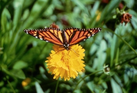 Monarch Butterfly on Flower - wings, insects, animal, butterfly, flowers