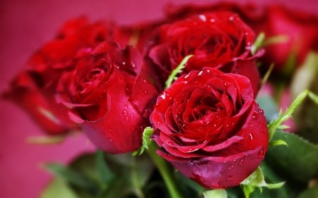 Droplets on Red Roses - red, drops, roses, petals, flowers, macro, nature, droplets