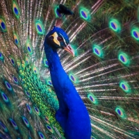 Peacock