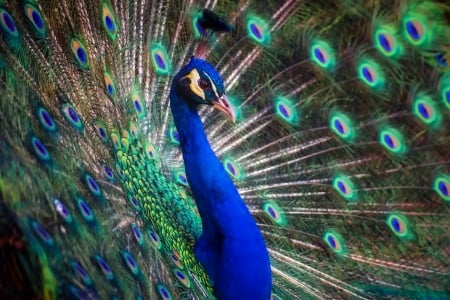 Peacock - feather, pasare, bird, paun, peacock, blue, green