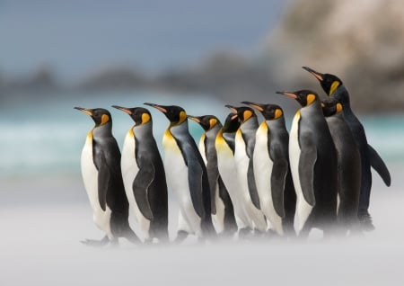 Emperor Penguins - white, penguin, pasare, bird, black, emperor