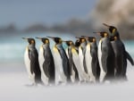 Emperor Penguins