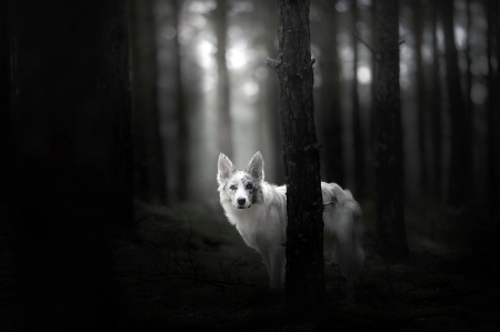 I see you - white, caine, australian shepherd, forest, dog, animal, tree, black