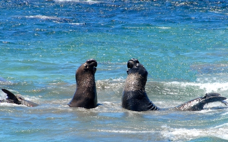 Sea Elephants - seals, sea elephants, ocean, marine life, animals