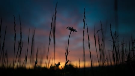 Sunrise - nature, summer, flowers, sunrise