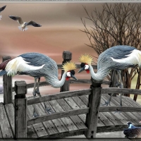GREY CRANES