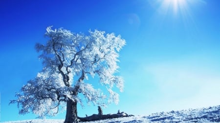 Winter Sunshine - trees, winter, nature, snow, sunshine, sun