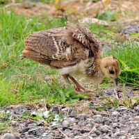 Baby Peacock