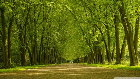 Road to Heaven - nature, trees, forests, leaves, green