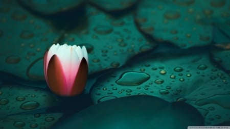 Water Lily