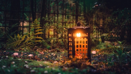 Lantern - nature, lantern, plants, light