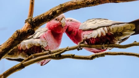 Cute Couple - parrots, birds, animal, couple