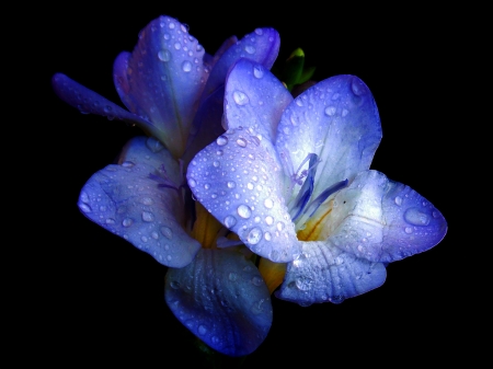 Blue freesias - black, blue, spring, freesia, flower