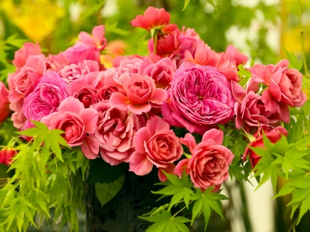 Bunch of Roses - nature, buds, roses, pink, petals, leaves, flowers