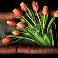 Pretty Tulips