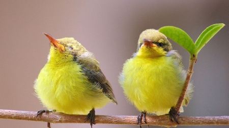 Lovely birds - love, brach, animal, couole, bird