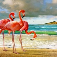 Flamingos by The Shore