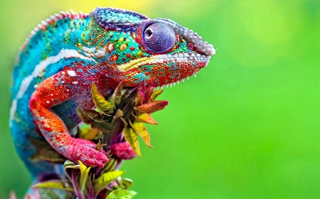 Chameleon - fauna, animal, reptile, Chameleon