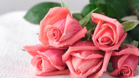 Lovely Pink Roses - roses, flowers, nature, pink