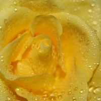 Yellow Rose Drops Closeup