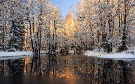 Forest Lake - lake, forest, winter, nature