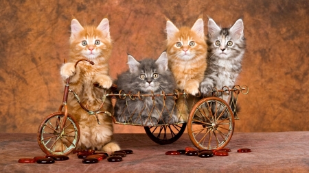 Cute Kittens - cute, Animal, Kitten, Cat