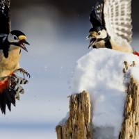 Winter Birds