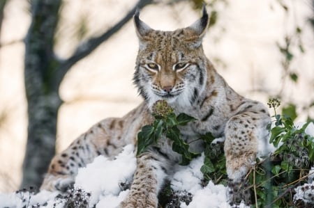 Lynx - animal, winter, pisica, lynx, wild, cat