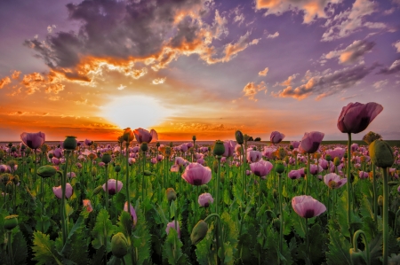 Field flowers at sunset - rays, sky, meadow, sunset, field, spring, glow, amazing, fiery, beautiful, flowers