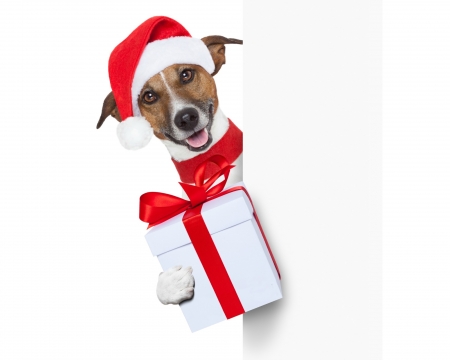 Merry Christmas! - hat, dog, christmas, santa, white, animal, craciun, funny, red, caine, gift, jack russell terrier