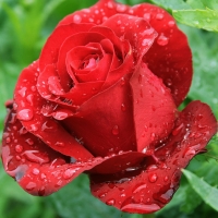 Droplets on Red Beauty