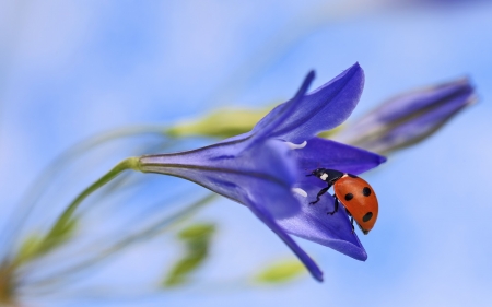 Blue flower and ladybug - ladybug, red, blue, insect, flower, spring