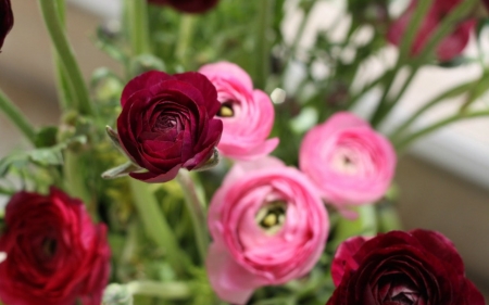 Colorful Flowers - red, pink, petals, flowers, nature, colorful