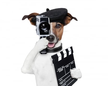 Funny dog - white, caine, jack russell terrier, camera, hat, dog, funny, black