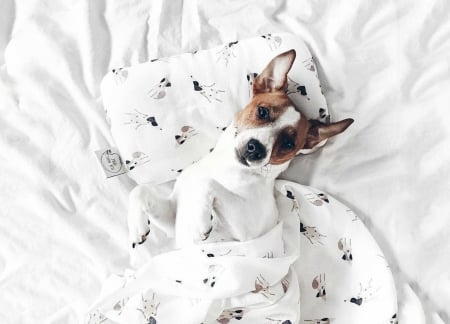 Good morning! - bed, white, funny, dog, caine, jack russell terrier, morning